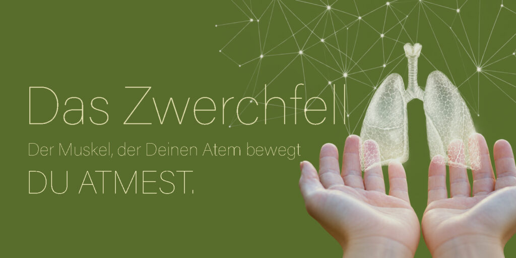 Das Zwerchfell – Hände tragen eine Darstellung der Lunge vor grünem Hintergrund